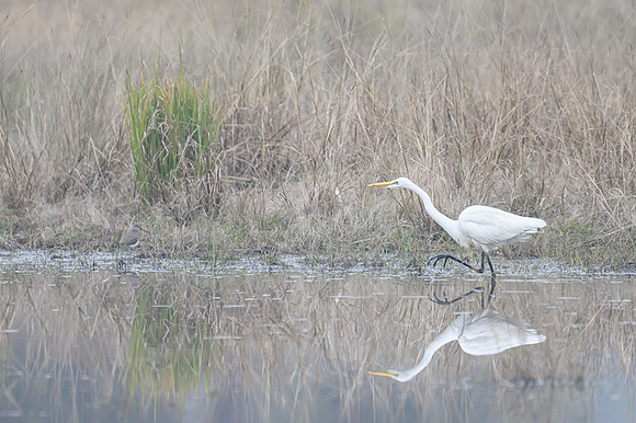 Large Egret