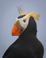 Tufted Puffin