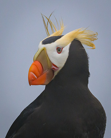 Tufted Puffin
