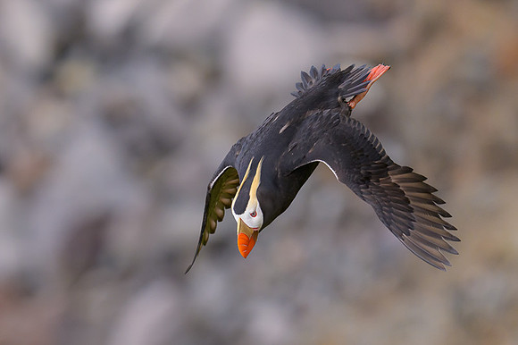 Tufted Puffin
