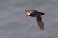 Tufted Puffin