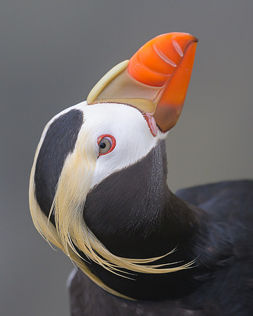 Tufted Puffin