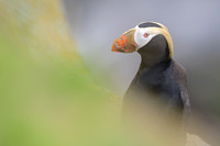 Tufted Puffin