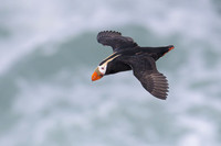Tufted Puffin