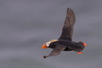Tufted Puffin