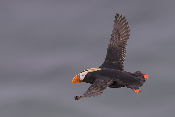 Tufted Puffin