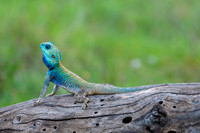 Rock Agama Lizard