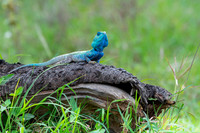 Rock Agama Lizard
