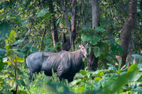 Blue bull