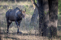 Blue bull