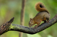 Squirel