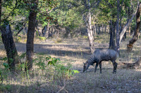 Blue bull