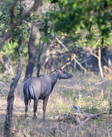 Blue bull