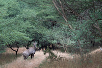 Blue bull
