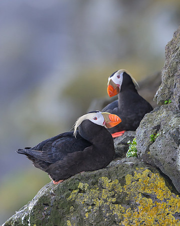 Tufted Puffin
