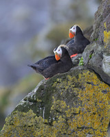 Tufted Puffin