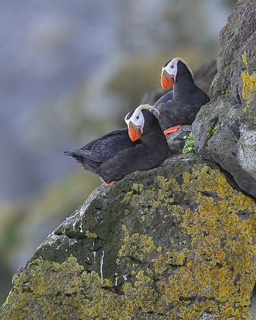 Tufted Puffin