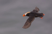 Tufted Puffin