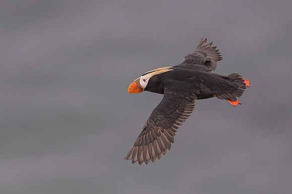 Tufted Puffin