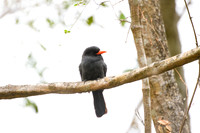 Black-fronted Nunbird