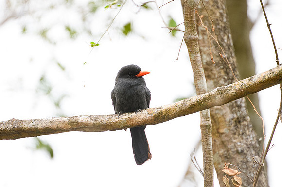 Black-fronted Nunbird