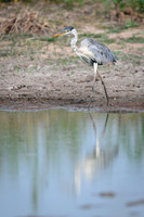 Cocoi Heron