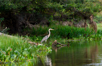 Cocoi Heron