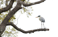 Cocoi Heron