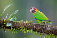 Brown-hoooded Parrot