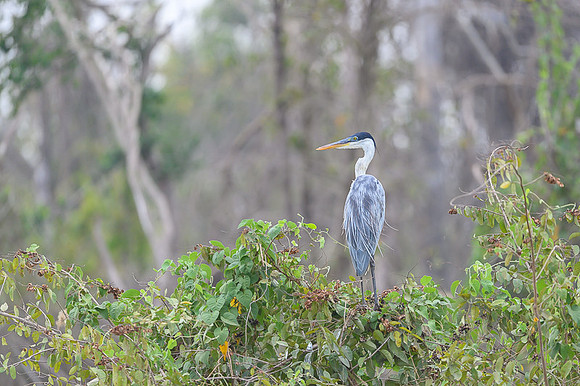 Cocoi Heron