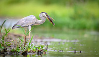 Cocoi Heron
