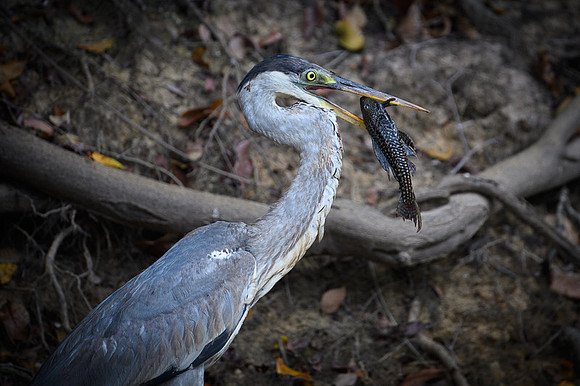 Cocoi Heron