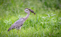 Cocoi Heron