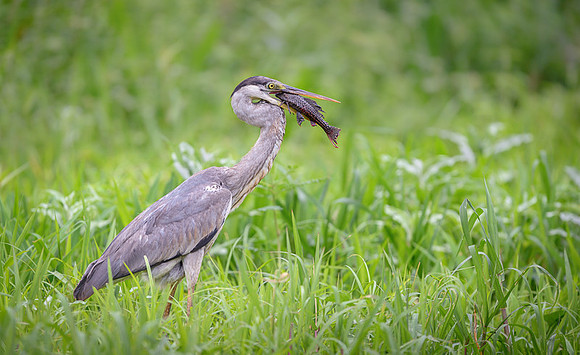 Cocoi Heron