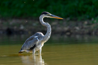 Cocoi Heron