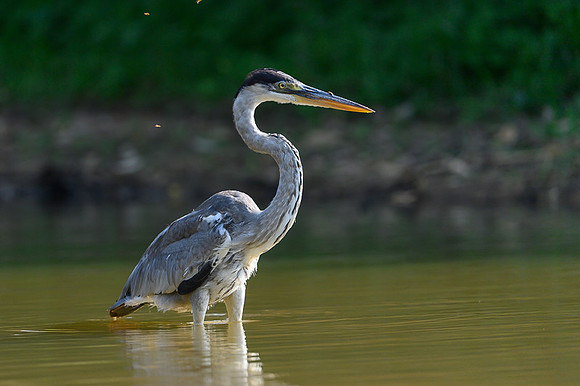 Cocoi Heron