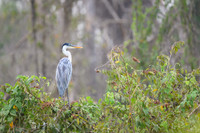 Cocoi Heron