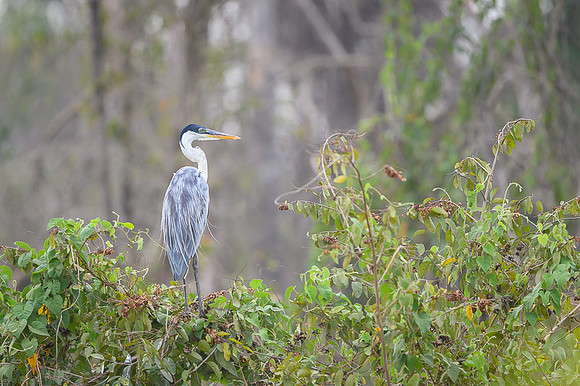 Cocoi Heron