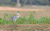 Cocoi Heron