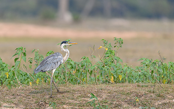 Cocoi Heron