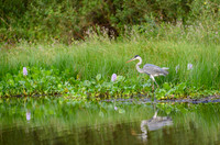 Cocoi Heron