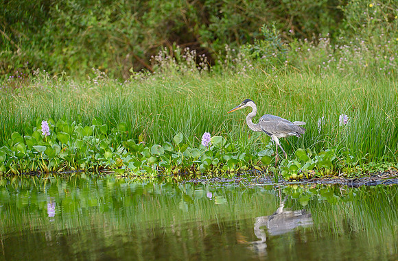 Cocoi Heron