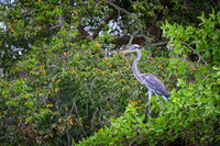 Cocoi Heron
