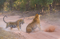Tiger fight