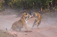 Tiger fight