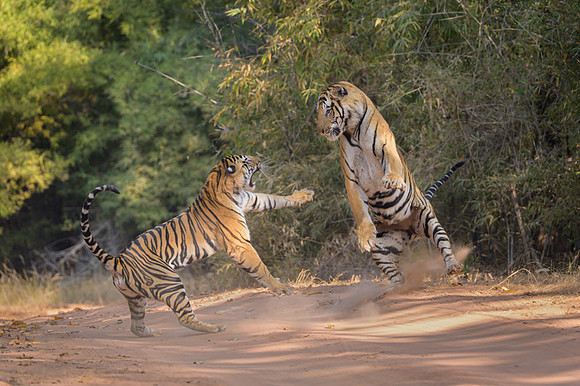 Tiger fight