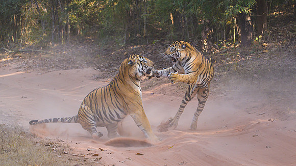 Tiger fight