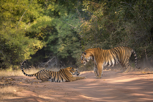 Tiger fight