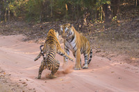 Tiger fight