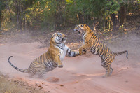 Tiger fight